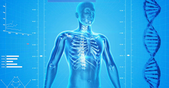 Computerized Human Model